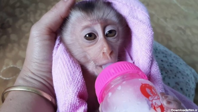 بچه میمون بامزه »»» شیرخوردن