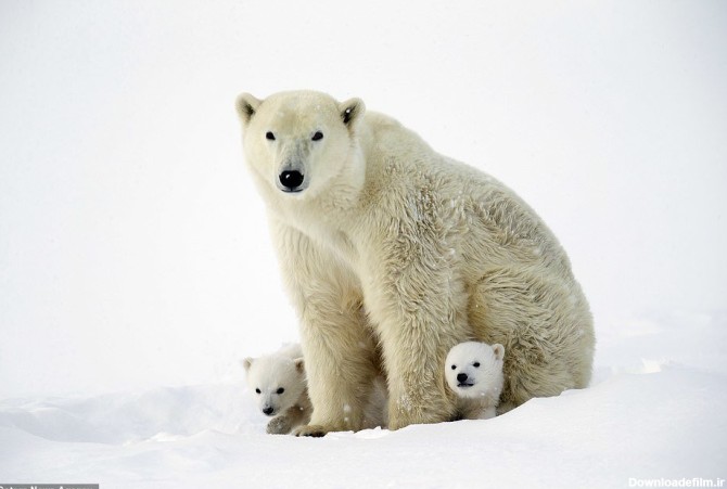 خبرآنلاین - تصاویر | اولین حضور توله خرس‌های قطبی در طبیعت