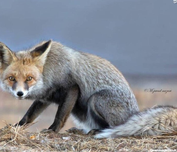 عکس های زیبا از روباه