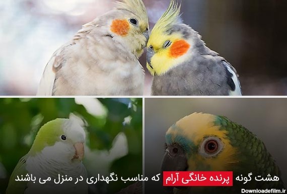 8 گونه پرنده خانگی آرام که مناسب نگهداری در منزل می باشند - چکین ...