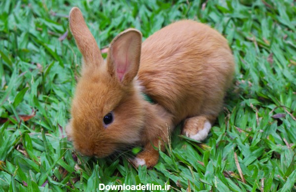 عکس خرگوش حنایی خوشگل کوچولو rabbit small grass