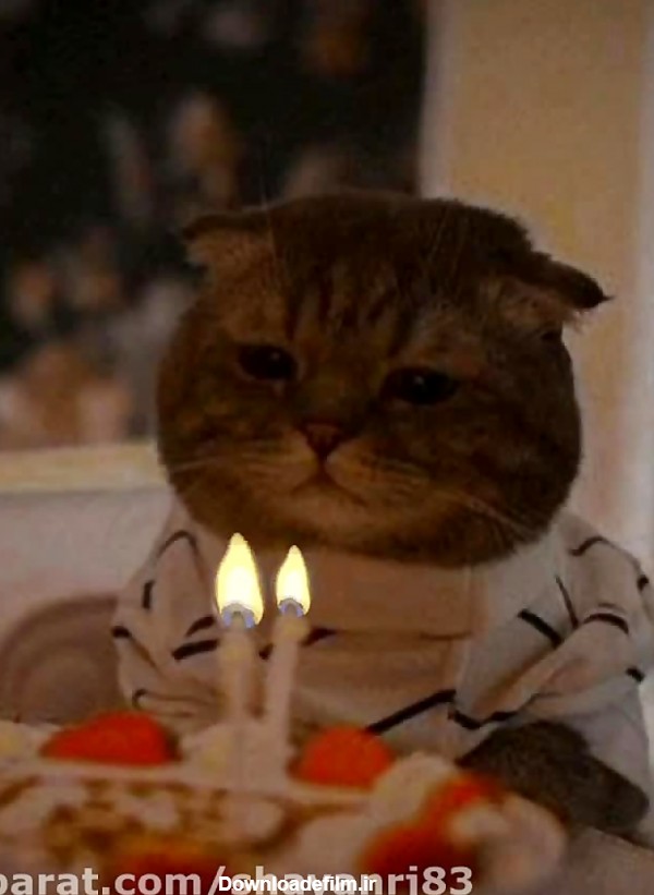 استوری تولد گربه
