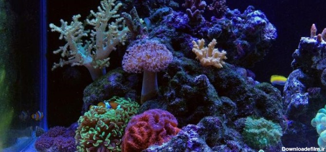 ده مرجان مناسب برای نگهداری در نور کم