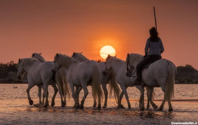 تصاویر اسب‌های سفید وحشی کامارگ - کجارو