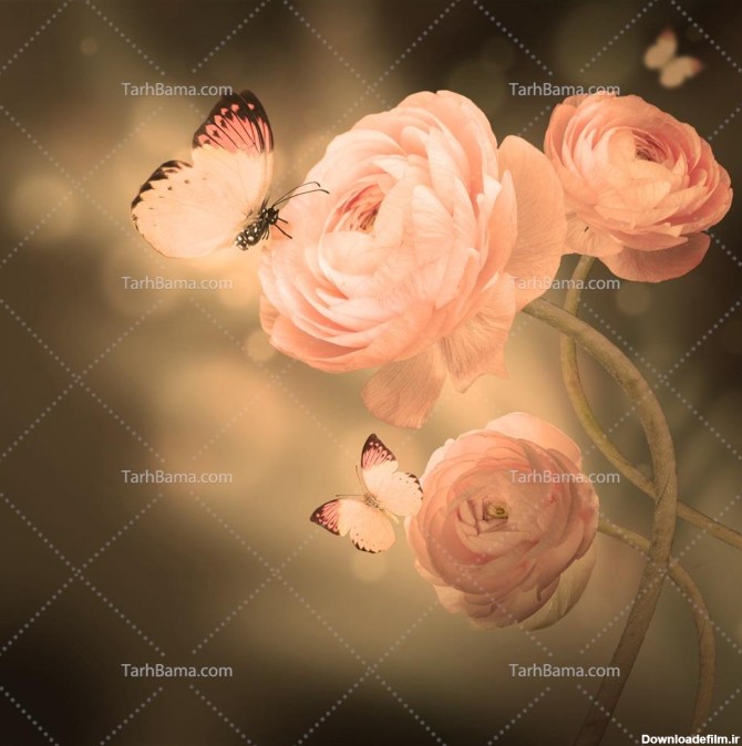 تصویر با کیفیت گل صورتی و پروانه صورتی