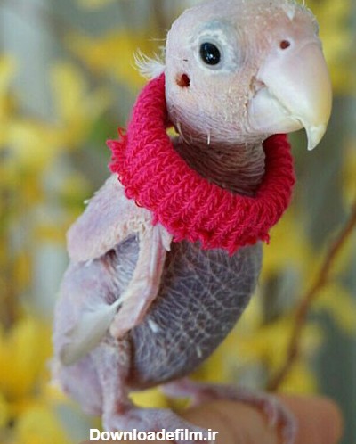 بانمک ترین مرغ عشق دنیا را بشناسید (عکس)