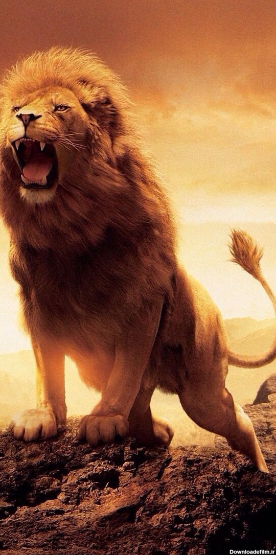 شیر سلطان جنگل - عکس ویسگون