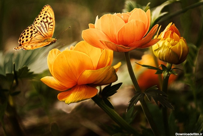 عکس زمینه گل نارنجی با پروانه زرد پس زمینه | والپیپر گرام