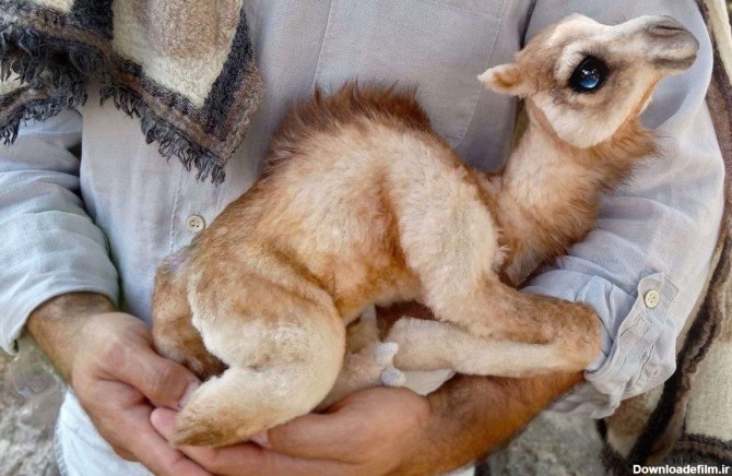 عکس| چشمان زیبای این بچه شتر در فضای مجازی وایرال شد