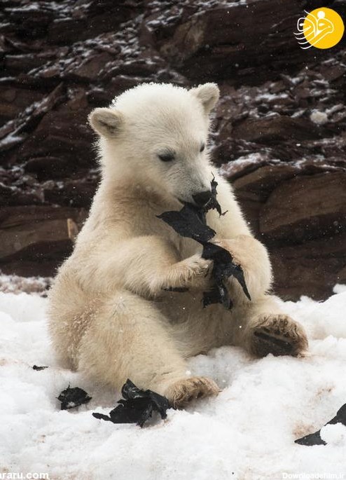 فرارو | (تصاویر) بچه‌های خرس قطبی در حال خوردن کیسه زباله!