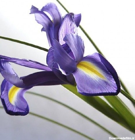 خرید و فروش گل زنبق با بهترین قیمت در سایت گلفروشی اینترنتی رضوان ...