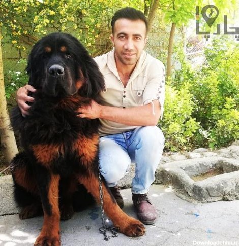 عکس سگ تبتی در ایران