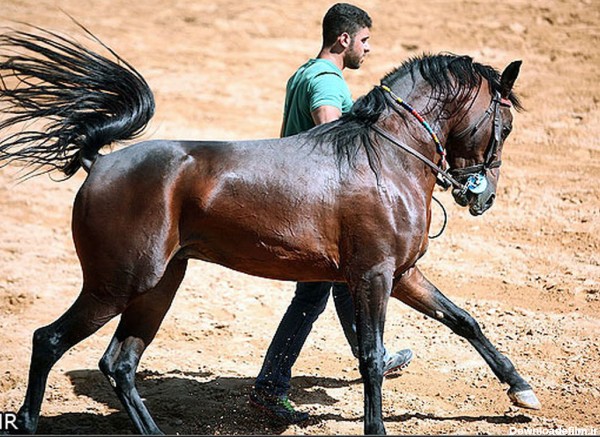 عکس اسب زیبا ایرانی