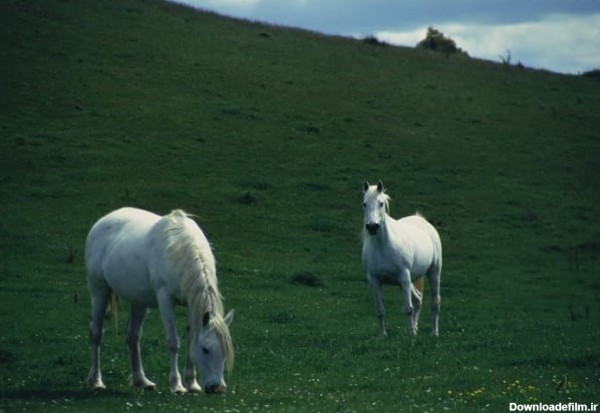 دو اسب سفید زیبا در چمنزار بزرگ| پی‌پی‌تی المنت| ابزارهای طراحی ...