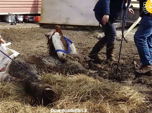 فرارو | (تصاویر) بازگشت باورنکردنی اسبِ مرده به زندگی!