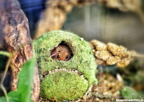 موش های وحشی زیبا و کوچک (عکس)