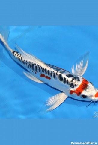 عکس ماهی کوی ژاپنی