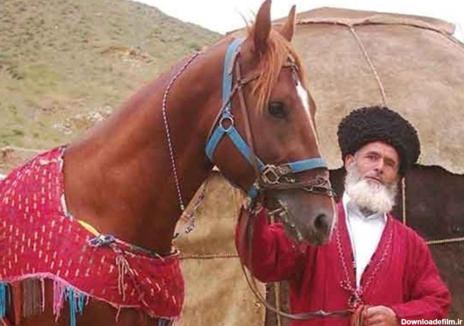 اعتبار برای طرح ژنومیک اسب ترکمن در راز و جرگلان اختصاص یافت - تسنیم