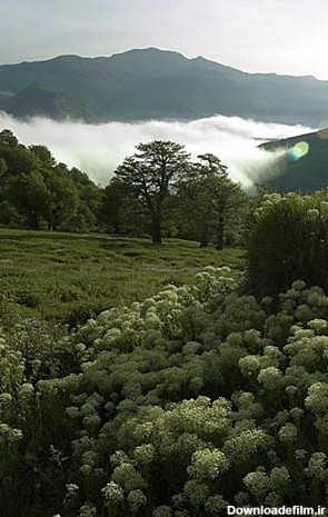 تصاوير ديدني از ايران ما: جنگل ابر شاهرود - تابناک | TABNAK