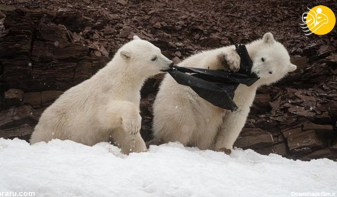 فرارو | (تصاویر) بچه‌های خرس قطبی در حال خوردن کیسه زباله!