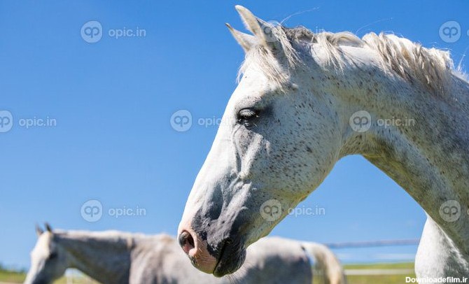 دانلود عکس پروفایل اسب سفید در برابر آسمان آبی | اوپیک