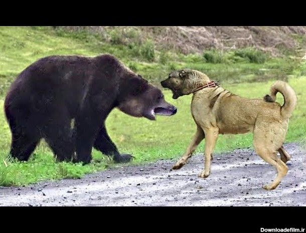 ویدئو) چند نبرد آخرالزمانی سگ کانگال ترکیه ای با خرس های ...