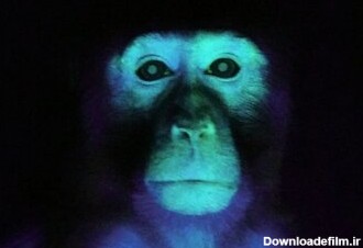 این میمون عجیب‌ و غریب حاصل دستکاری ژنتیک است/ عکس