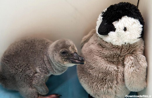 بچه پنگوئنی که یک عروسک را مادر خود می داند +تصاوير