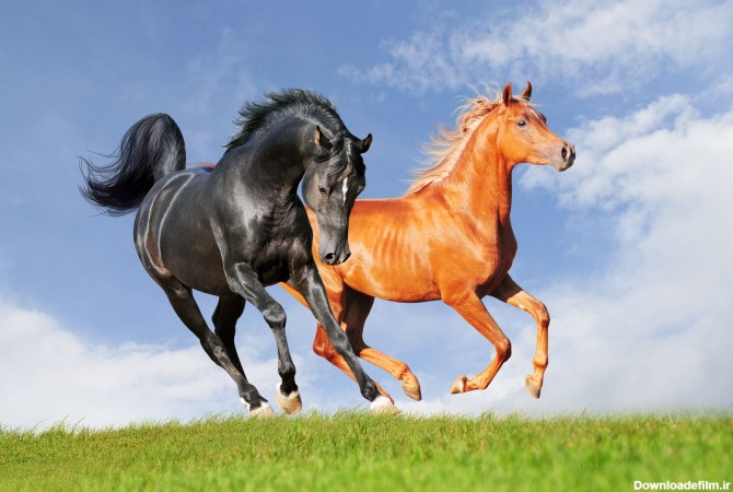 دانلود تصویر شاتراستوک دو اسب قهوه ای و سیاه درحال دویدن زمینه ...