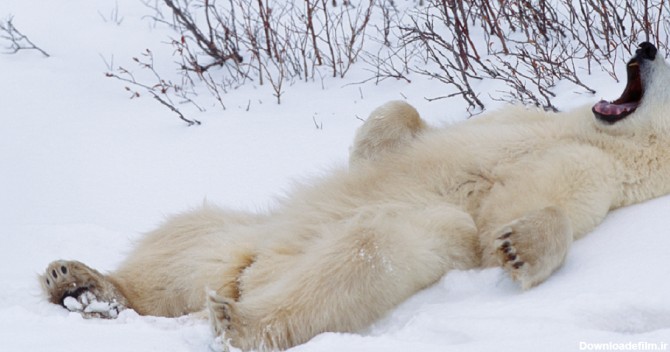 ببینید: لحظه دیدنی بیدار شدن خرس پس از 4 ماه خواب زمستانی - ساناپرس