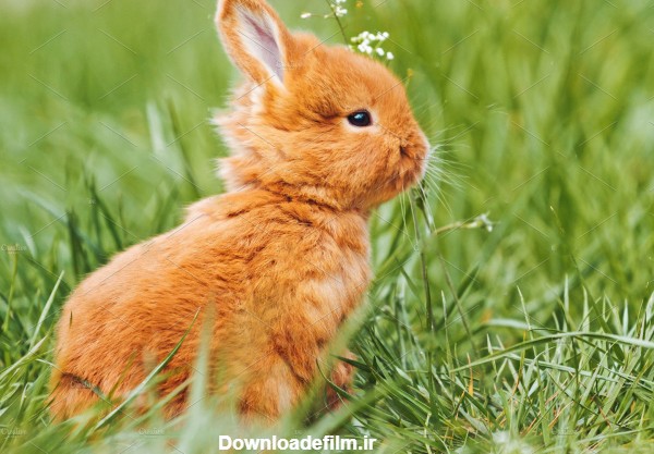 عکس بچه خرگوش بامزه مینیاتوری حنایی رنگ در علفزار