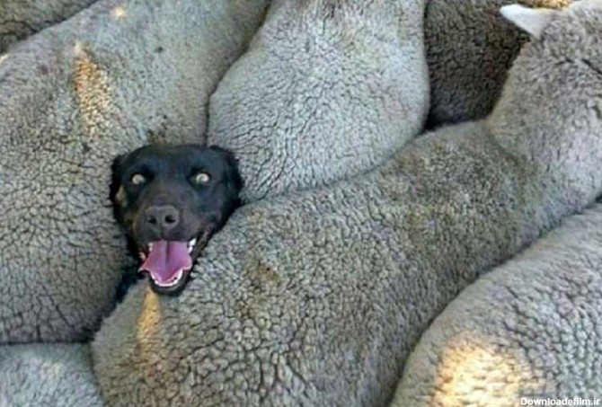سگ گله در میان گوسفندان گرفتار شده است.