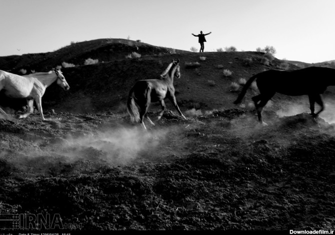 جرگلان؛ مهم‌ترین منطقه پرورش اسب در ایران+عکس