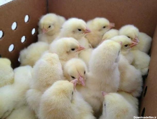 میزان سود دهی پرورش مرغ گوشتی ، جوجه گوشتی - طیور - 1