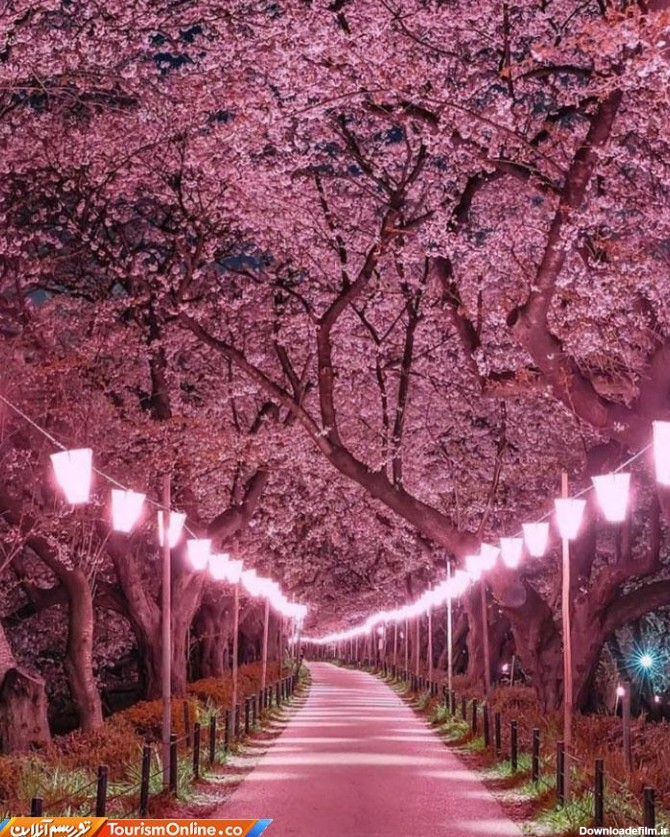 طبیعت صورتی فوق العاده زیبا در ژاپن! + عکس