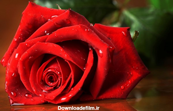 زیباترین عکس شاخه گل رز طبیعی beautiful res rose hd wallpaper