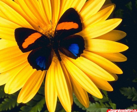 عکس های دیدنی از پروانه های زیبا