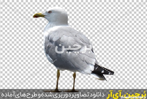Borchin-ir-large sea bird layerd PNG image_01 مرغ ماهی خوار png2