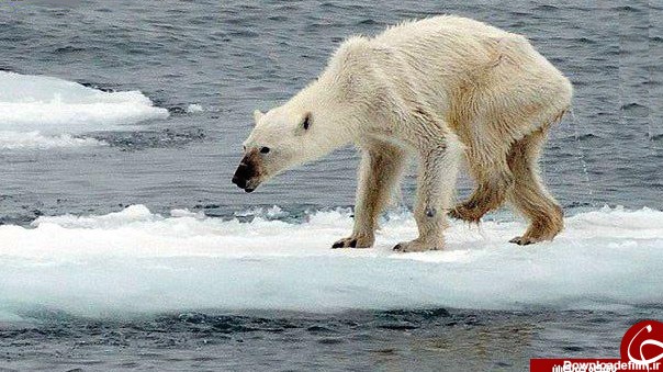 تصویری تکان‌دهنده از یک خرس قطبی - تابناک | TABNAK