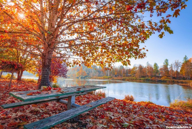 عکس زمینه برگ های پاییزی قرمز و نارنجی در کنار برکه آب پس زمینه ...