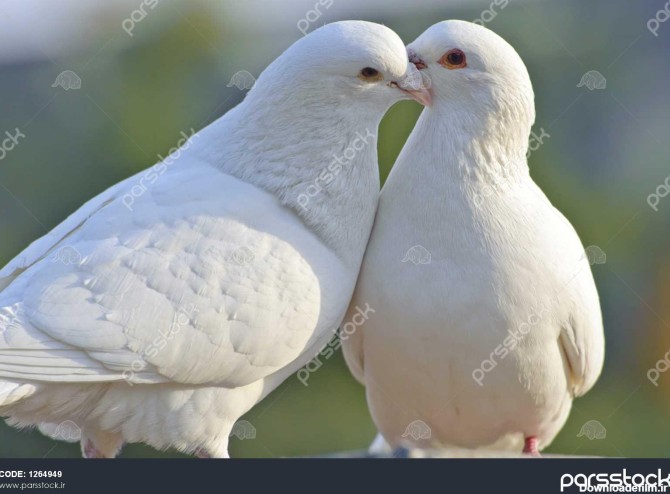 دو کبوتر سفید دوست داشتنی 1264949