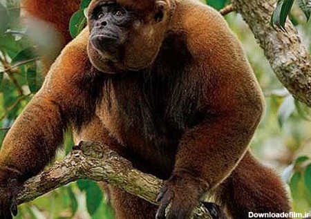 عکس: دنیای تماشایی میمون‌های آمازون