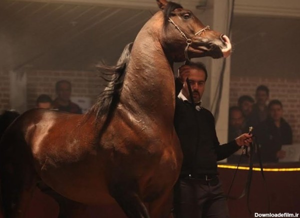 جشنواره نمایش اسب‌های زیبای نژاد عرب برگزار شد