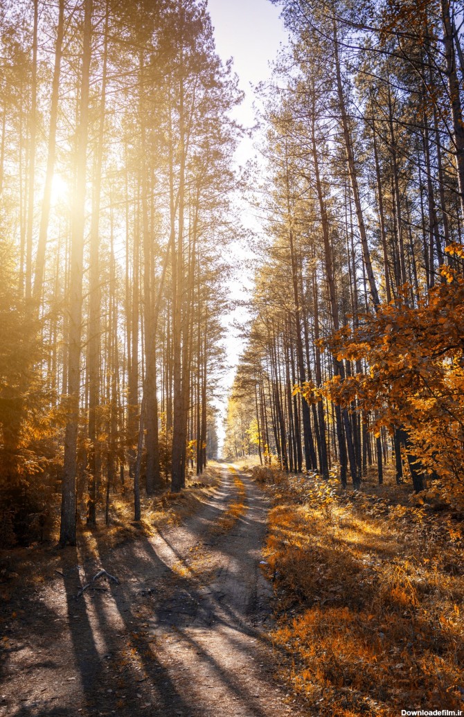 عکس زمینه مسیر در جنگل با نور آفتاب پس زمینه | والپیپر گرام