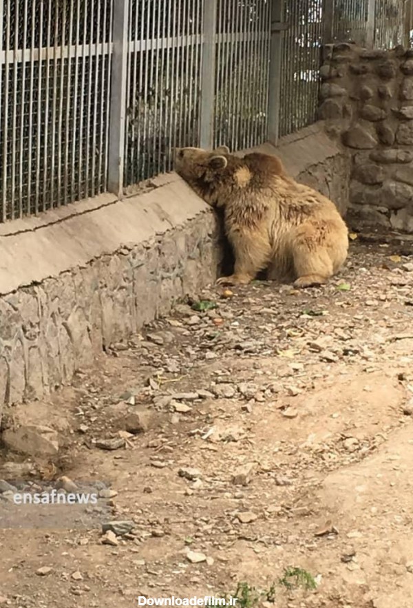 گزارش: حیوانات باغ وحش ارم افسرده‌اند | پایگاه خبری تحلیلی انصاف نیوز