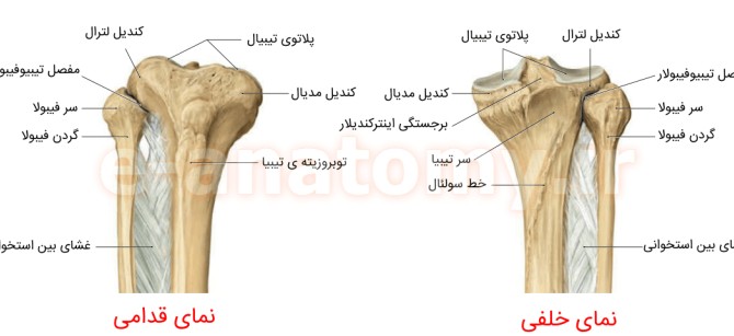 آناتومی استخوان تیبیا (درشت نی) | ویکی آناتومی
