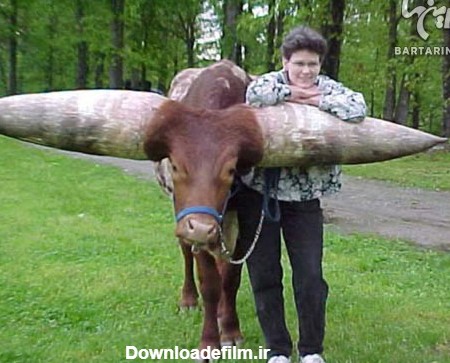 این گاو عجیب ترین شاخ دنیا را دارد! /عکس
