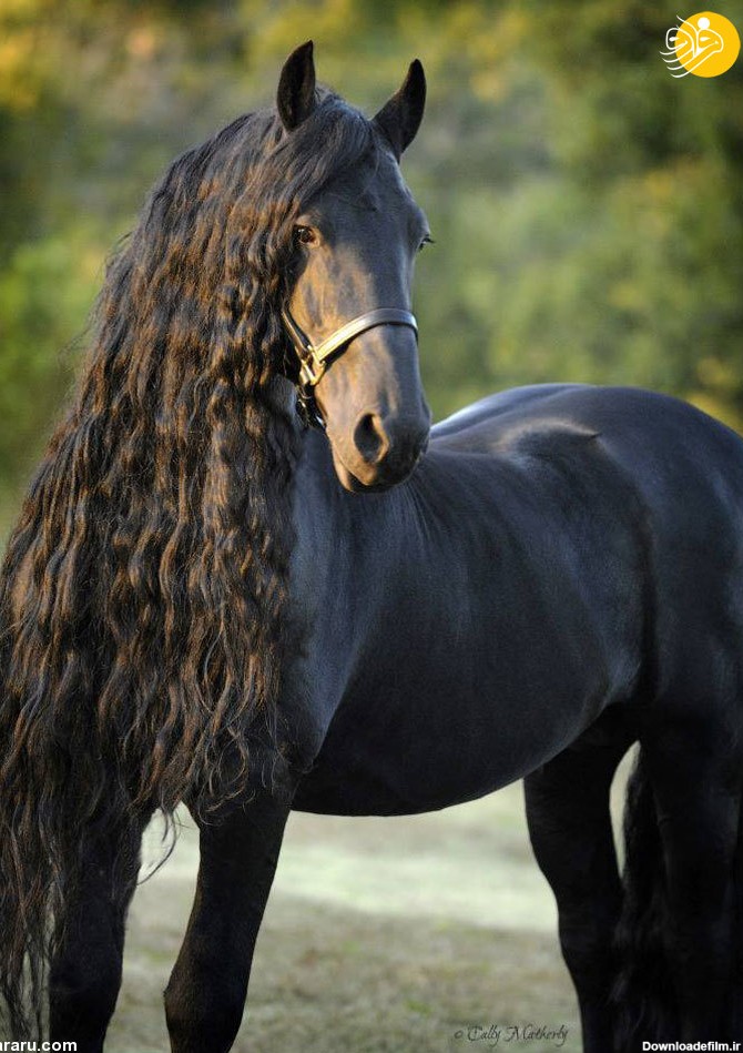 فرارو | (تصاویر) زیباترین اسبِ جهان
