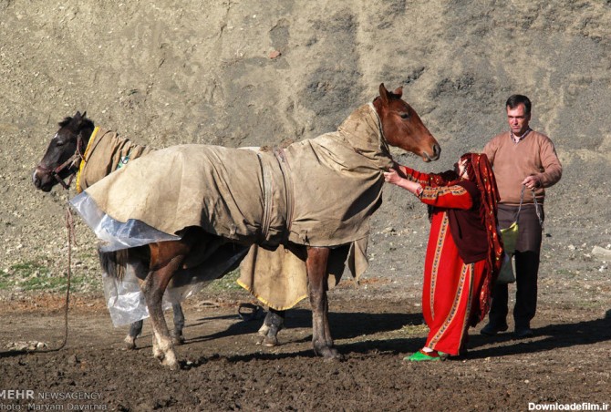 Mehr News Agency - Turkman horse 'noble but forlorn to its own means'