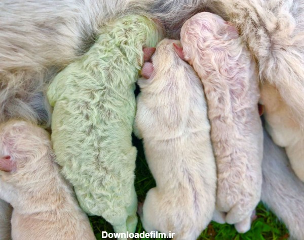 معجزه خدا: تولد سگ با موی سبز+ عکس | بهداشت نیوز
